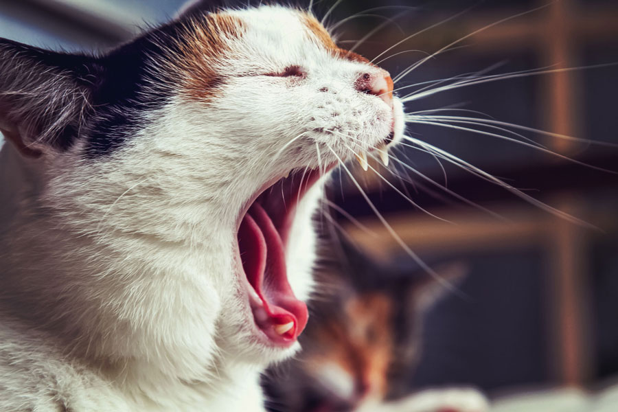 tired-cat-web-design-update-in-2020
