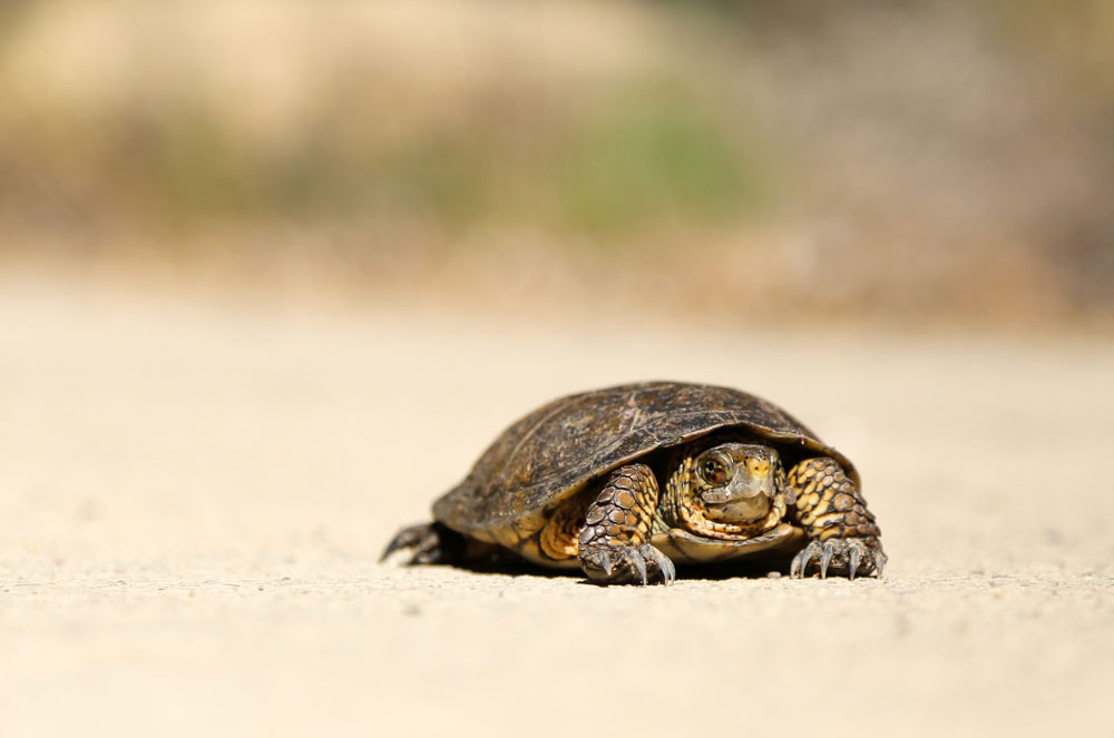 update-web-design-in-2020-turtle