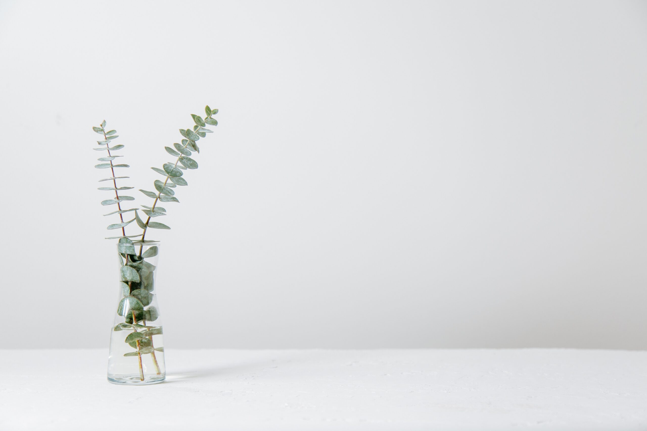 plant with white background